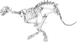 Cheetah_skeleton_small