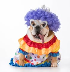 Party_Pooper_Dog.jpg
