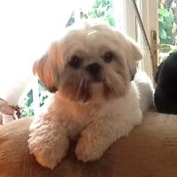 Poppy